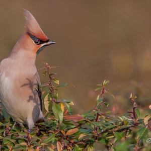 Met opgezette kuif zoekt deze Pestvogel naar lijsterbessen in december 11x14.