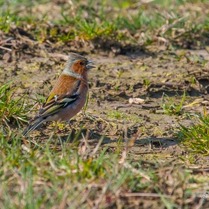 Zingende Vink man in het zonnetje, eind maart, op een oud maisveld.