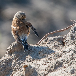Terwijl de Kneu man zijn veren verzorgt, komt zijn vrouw aangevlogen met nestmateriaal, waarop de man in het kielzog van zijn vrouw richting nest vliegt 16x16.