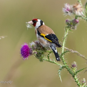Putter eet in juni de zaadjes van een Distel 3x4.