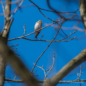 Grote Barmsijs als wintergast in maart, hoog in een boom in het bos met een groep.