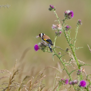 Putter eet in juni de zaadjes van de Distel 1x4.
