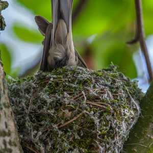 Het nest wordt natuurlijk rondom bewerkt en aangedrukt 7x8.