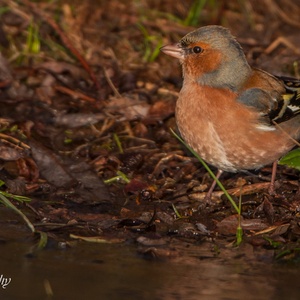 Vink man langs het ijs in januari.
