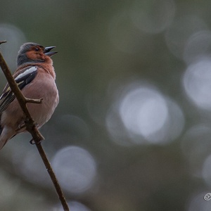 Vink man zingt in een spar in het bos, in mei.