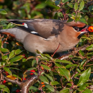 Een Pestvogel eet zijn buik rond als wintergast in december 14x14.
