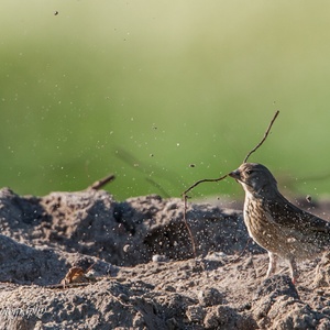 Met volle kracht wordt een worteldeel losgetrokken uit het zand waarbij de korrels als kogels door de lucht vliegen, in juni 2x16.