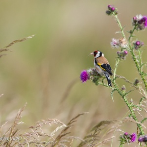 Putter eet in juni de zaadjes van een Distel 2x4.