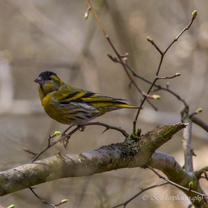 Sijs man in april in het bos 2x2.