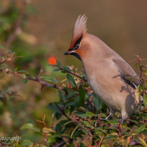 De Pestvogel in de lijsterbes rijkt naar die ene bes, in december 12x14.