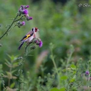 Putter, ook wel 'Distelvink' genoemd, doet zich in juli tegoed aan de zaadjes van een distel 2x3.