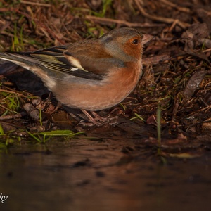 Vink man gaat drinken aan de rand van het dunne ijs, in januari.