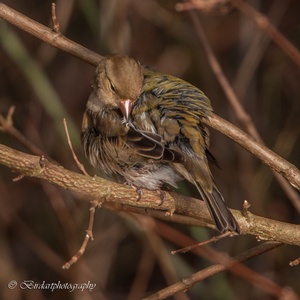 Na haar ochtendbad in januari, verzorgt deze Vink vrouw het verenkleed.