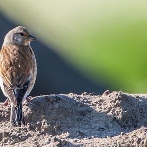 Terwijl de Kneu vrouw worteldelen voor haar nest verzamelt, houdt de man de wacht 3x16.