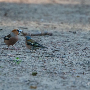 Links de Appelvink man met naast hem een Vink man, op een bospad onder Beuken 2x4.