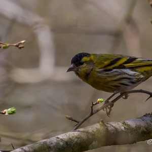 Sijs man tussen de knoppen in het bos in april 1x2.