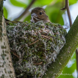 Zonder spinnen geen goed nest. Met de snavel metselt de Vink het mos aan elkaar met spinrag dat ze heeft verzameld 3x8.