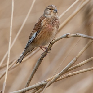 Zingende Kneu man in het riet, in april 7x9.