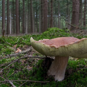 Eekhoorntjesbrood in het bos tussen het sterrenmos.