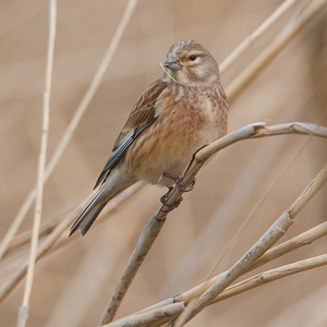 Kneu man in het riet met een stukje riet in de snavel, in april 4x9.