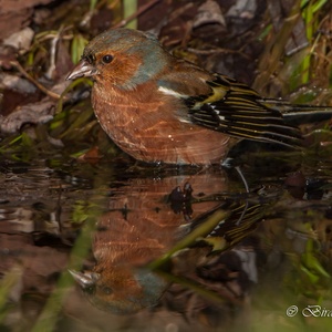 Vink man neemt een bad in januari.