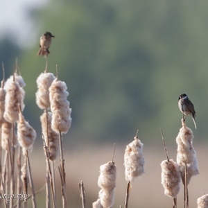 Zingende man Rietgors (rechts), met een vrouw Roodborsttapuit,  met spinnen in haar snavel voor haar kuikens.