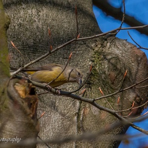 Kruisbek vrouw in een Beuk in het bos in november 3x6.
