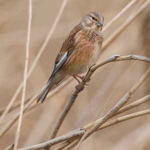 Zingende Kneu man in het riet, in april 8x9.