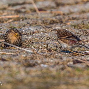 Twee foeragerende Fraters in Zeeland, waarbij bij de rechter vogel de rode stuitkleur te zien is 2x3.
