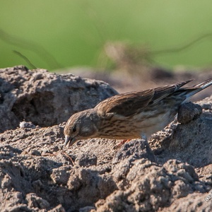 Kneu vrouw heeft een worteldeel uitgekozen voor haar nest, in juni 1x16.