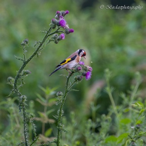 Putter, ook wel 'Distelvink' genoemd, doet zich in juli tegoed aan de zaadjes van een distel 3x3.