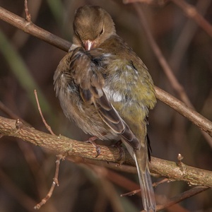 Een goede verzorging van de veren is ook voor deze Vink vrouw van levensbelang.