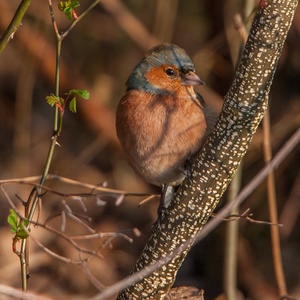 Vink man op de uitkijk, geniet zichtbaar in de zon in februari.