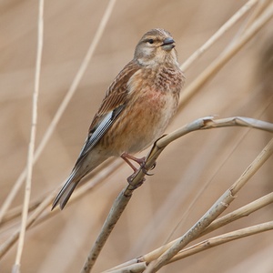 Zingende Kneu man in het riet, in april 6x9.