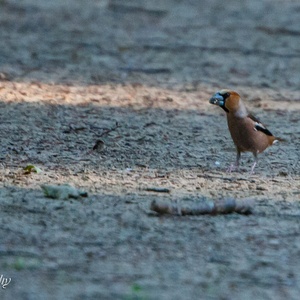 Een Appelvink zoekt in juli onder Beuken naar de nootjes, op deze vroege ochtend 1x4.