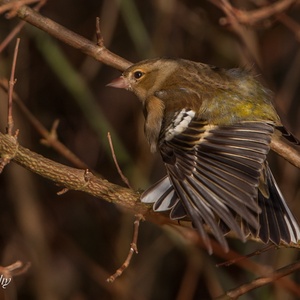 Het is balanceren geblazen, voor deze Vink vrouw op een tak, als je de staartpennen strekt na een bad in januari.