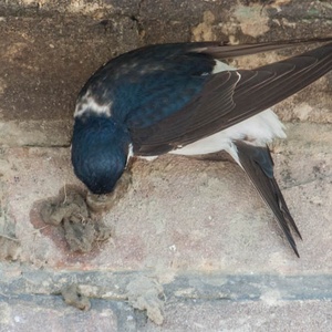 Klontje voor klontje wordt het nest opgebouwd. Heel precies, wordt het zelfs vaak ondersteboven tegen de muur gemetseld 7x17.
