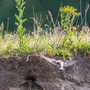 Dit koppel Oeverzwaluwen vliegt hun nestholte binnen om hun kroost te verzorgen, want ook Boerenzwaluw kinderen in de groei hebben veel aandacht en liefde nodig, op deze prachtige dag in juli 6x12.