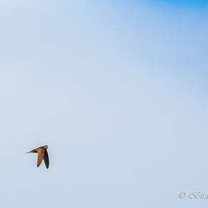 Deze Gierzwaluw die op o.a. kleine insecten jaagt, vliegt door de wolken naar een blauw hemeldeel, in juli 4x5.