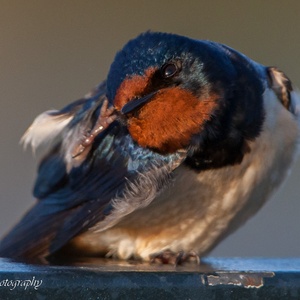 Boerenzwaluw ontspant in de ochtendzon in mei, en verzorgt de kopveren 3x4.