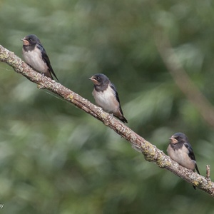Drie juveniele Boerenzwaluwen wachten op een tak in een beek, in augustus op een ouder met insecten 1x29.
