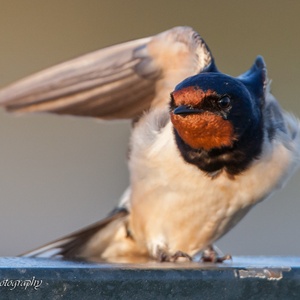 De zwarte borstelveertjes vóór de ogen van de Boerenzwaluw, houden o.a. vuil uit het oog, tijdens de insectenjacht in vlucht 4x4.