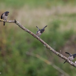 De drie juveniele Boerenzwaluwen zien hun ouder met insecten aankomen...15x29.