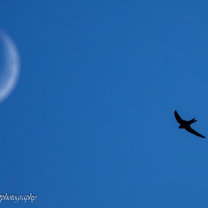 Silhouette van een gierende Gierzwaluw in de lucht op een zeer warme avond in juni, met een maan die alles ziet gebeuren...