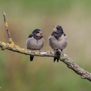 Twee juveniele gezinsleden wachten geduldig af... 23x29.
