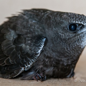 Gierzwaluw in juli (zijaanzicht). Let op het grote oog, voor een zeer goed en breed zicht, alsmede de haren voor de ogen, ter bescherming voor aanvaringen in de lucht met stof en insecten! 3x3.