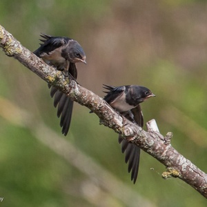 Twee juveniele Boerenzwaluwen op een tak in een beek, doen aan 'synchroon vleugelstrekken' 12x29.