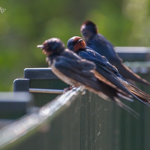 In mei zitten deze drie Boerenzwaluwen even te rusten tijdens hun insectenjacht boven grasland, waarbij de middelste erg alert is.