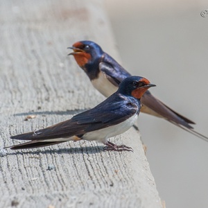 Een onderonsje tussen twee mannen op een brug boven de nesten, begin augustus.