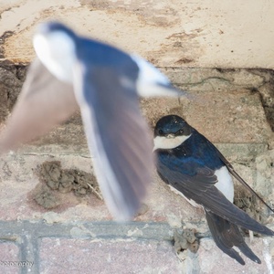 Terwijl de ene Huiszwaluw hun bouwkavel bewaakt, haalt de andere de benodigde specie 16x17.